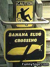 banana_slug.jpg